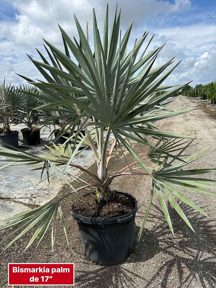 bismarckia-nobilis-silver-bismarck-palm