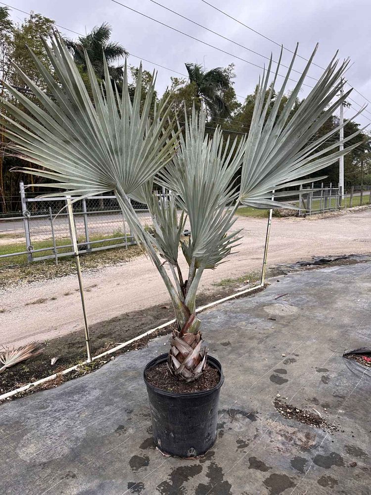 bismarckia-nobilis-silver-bismarck-palm