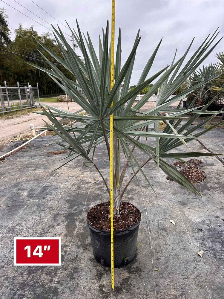 bismarckia-nobilis-silver-bismarck-palm