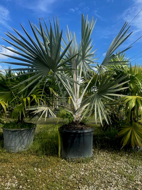 bismarckia-nobilis-silver-bismarck-palm