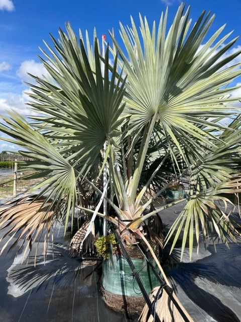 bismarckia-nobilis-silver-bismarck-palm