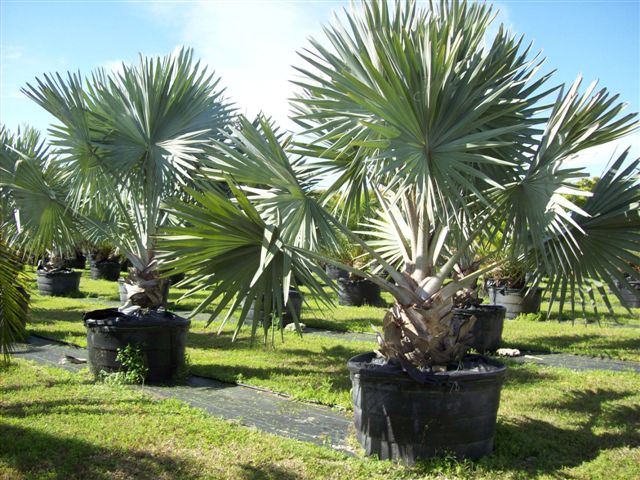 bismarckia-nobilis-silver-bismarck-palm