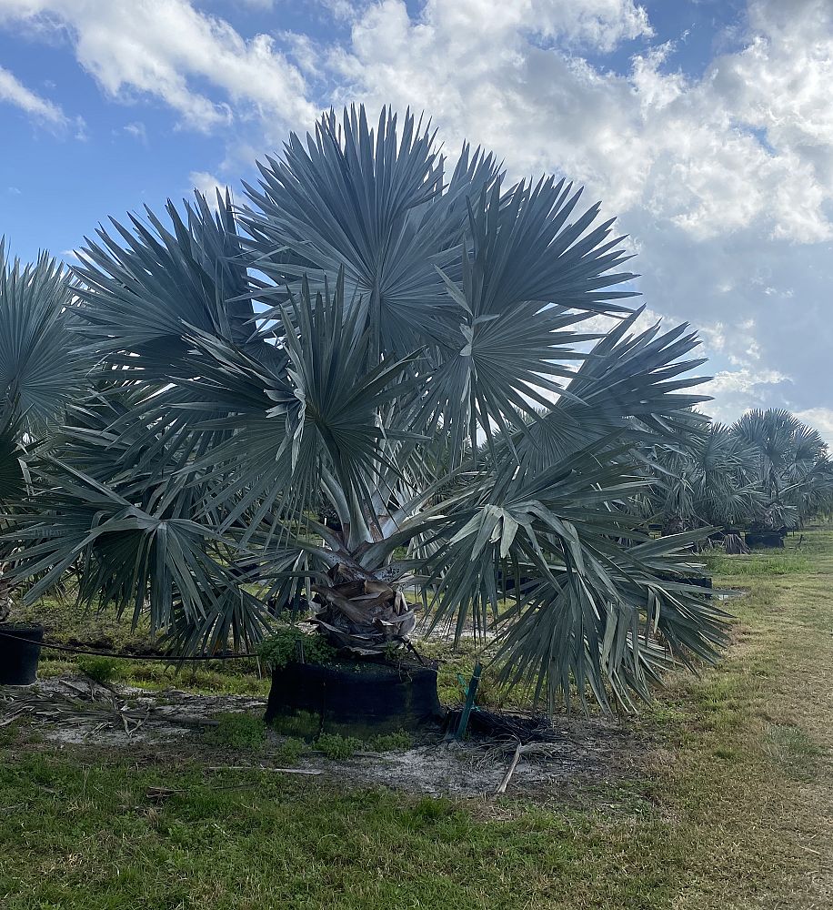 bismarckia-nobilis-silver-bismarck-palm