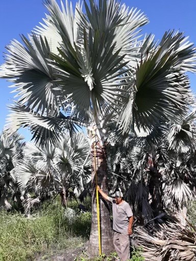 bismarckia-nobilis-silver-bismarck-palm