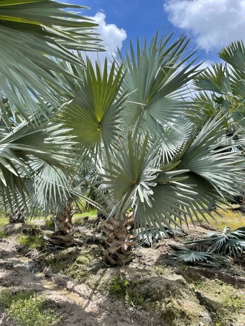 bismarckia-nobilis-silver-bismarck-palm