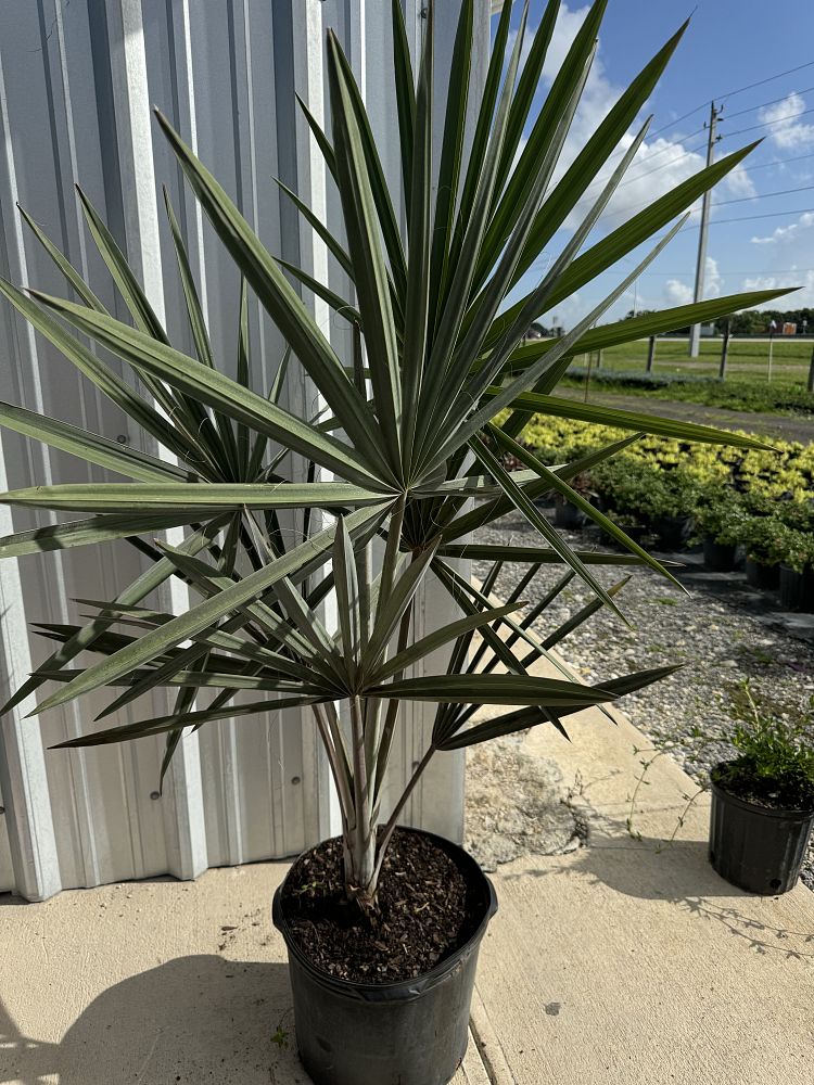 bismarckia-nobilis-silver-bismarck-palm