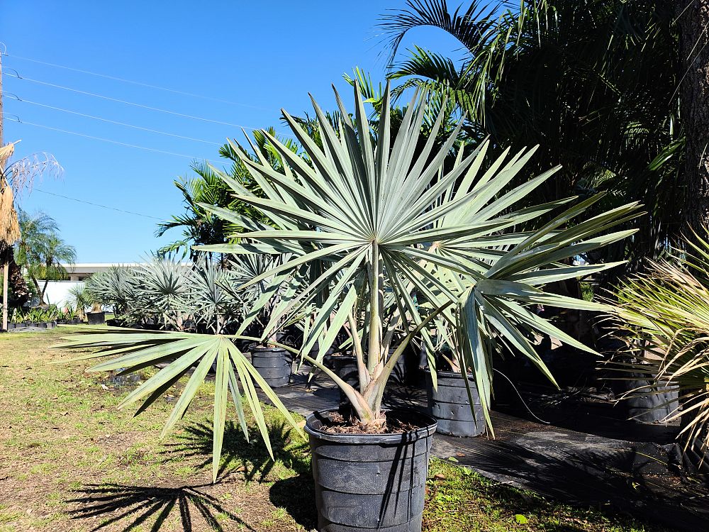 bismarckia-nobilis-silver-bismarck-palm