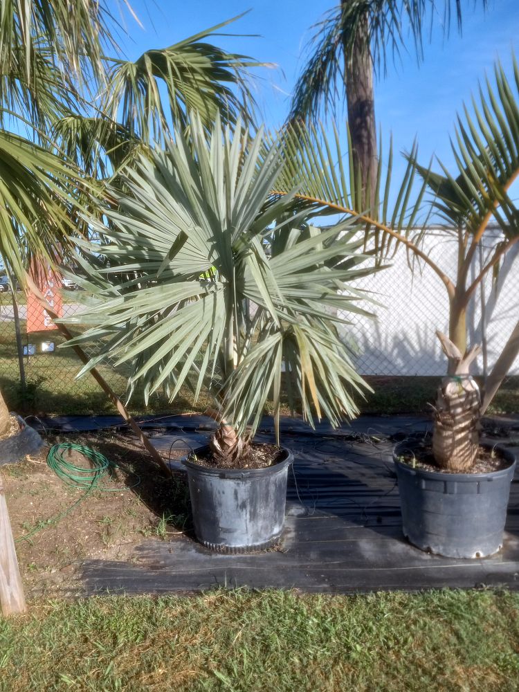 bismarckia-nobilis-silver-bismarck-palm