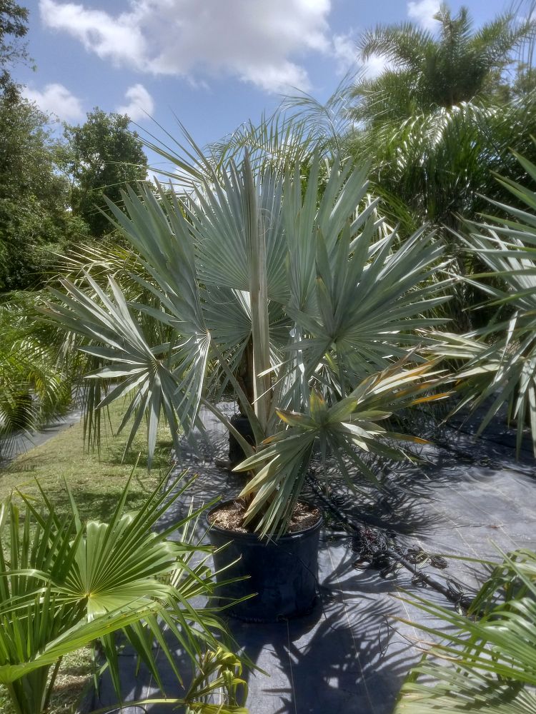 bismarckia-nobilis-silver-bismarck-palm