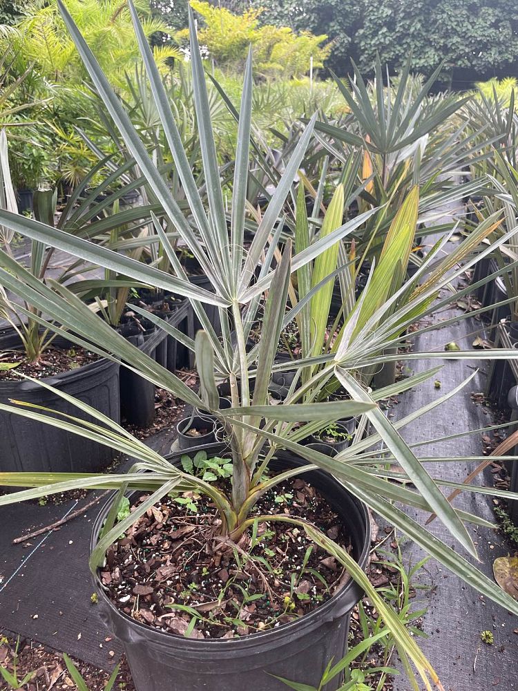 bismarckia-nobilis-silver-bismarck-palm