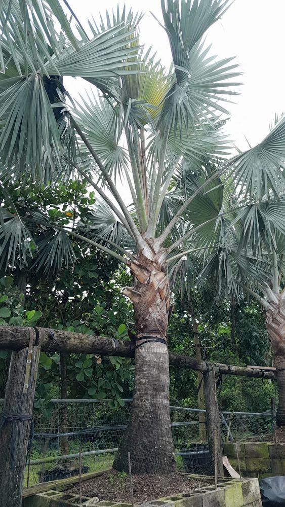 bismarckia-nobilis-silver-bismarck-palm