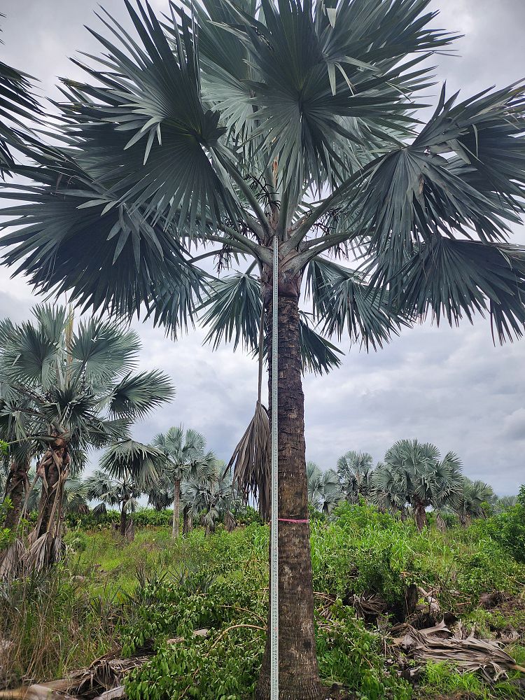 bismarckia-nobilis-silver-bismarck-palm