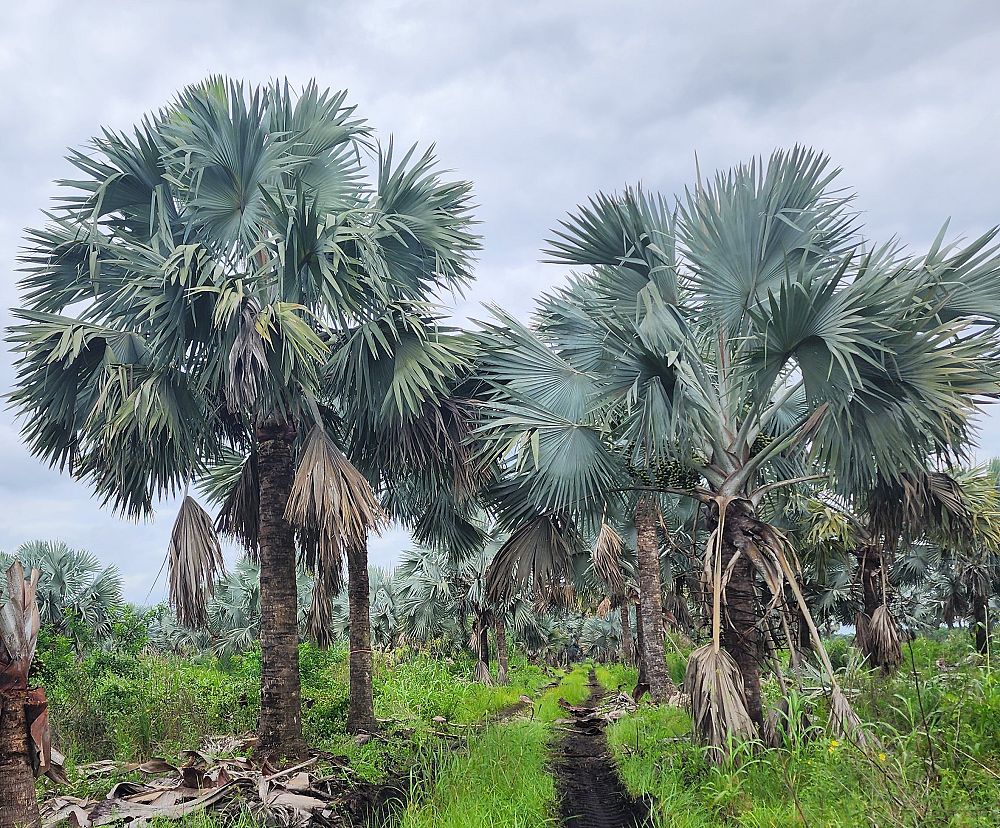 bismarckia-nobilis-silver-bismarck-palm