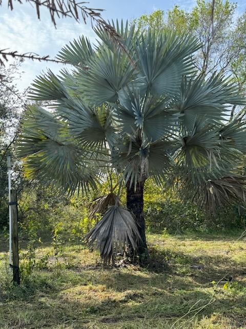 bismarckia-nobilis-silver-bismarck-palm