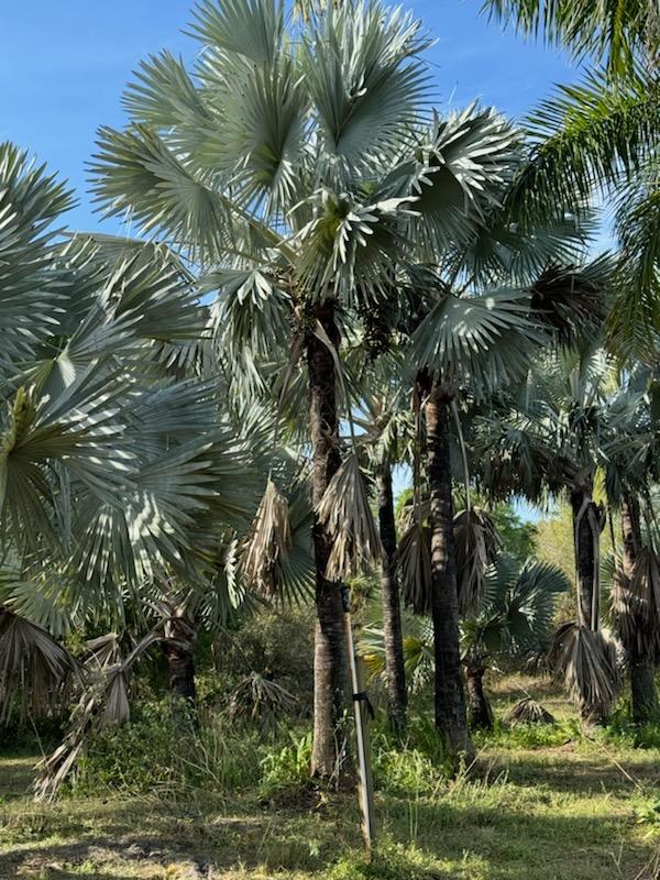 bismarckia-nobilis-silver-bismarck-palm