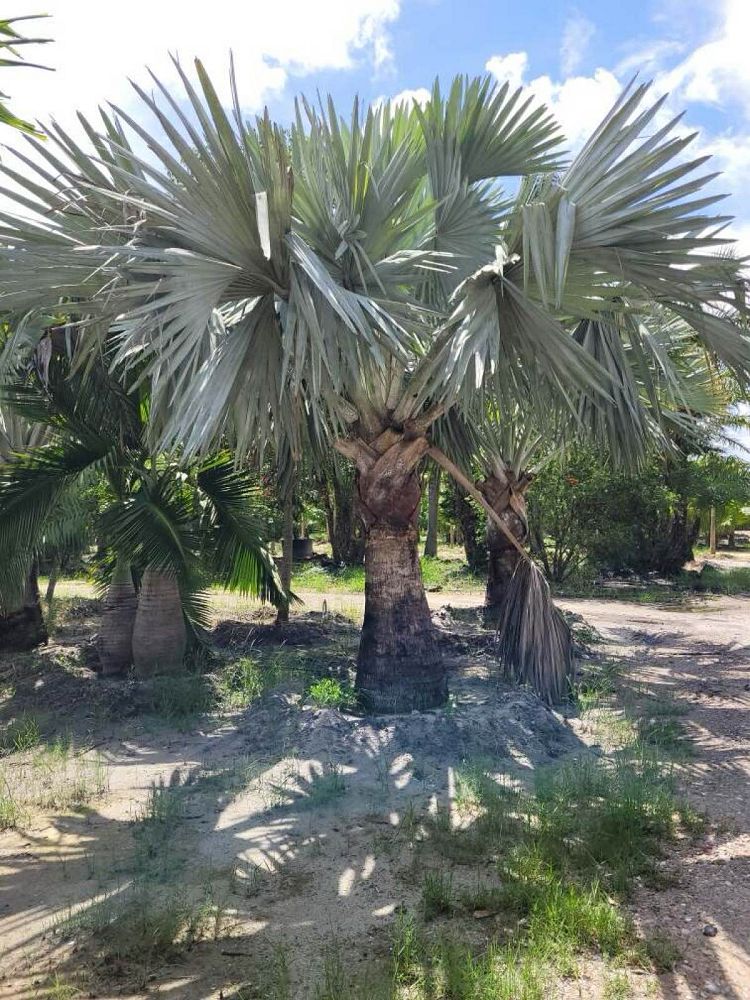 bismarckia-nobilis-silver-bismarck-palm