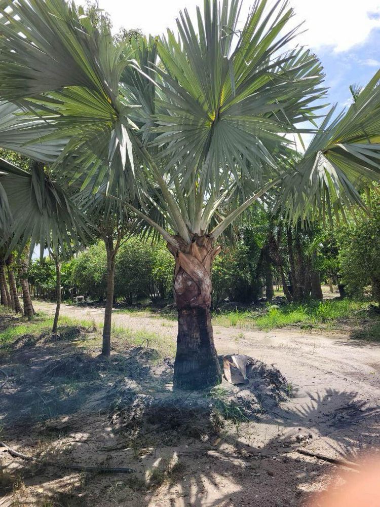 bismarckia-nobilis-silver-bismarck-palm