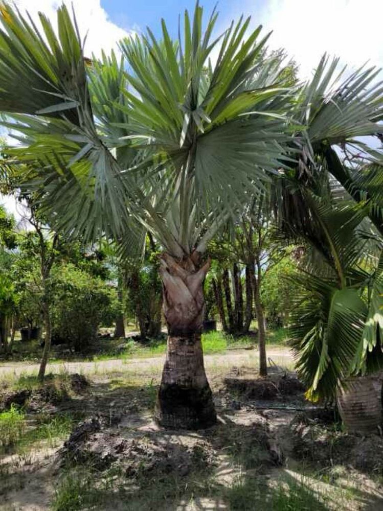 bismarckia-nobilis-silver-bismarck-palm