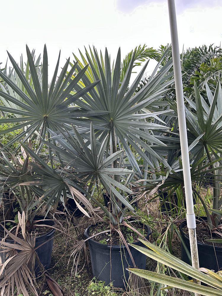 bismarckia-nobilis-silver-bismarck-palm