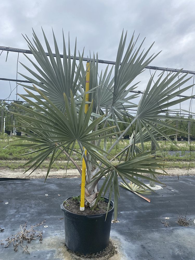 bismarckia-nobilis-silver-bismarck-palm