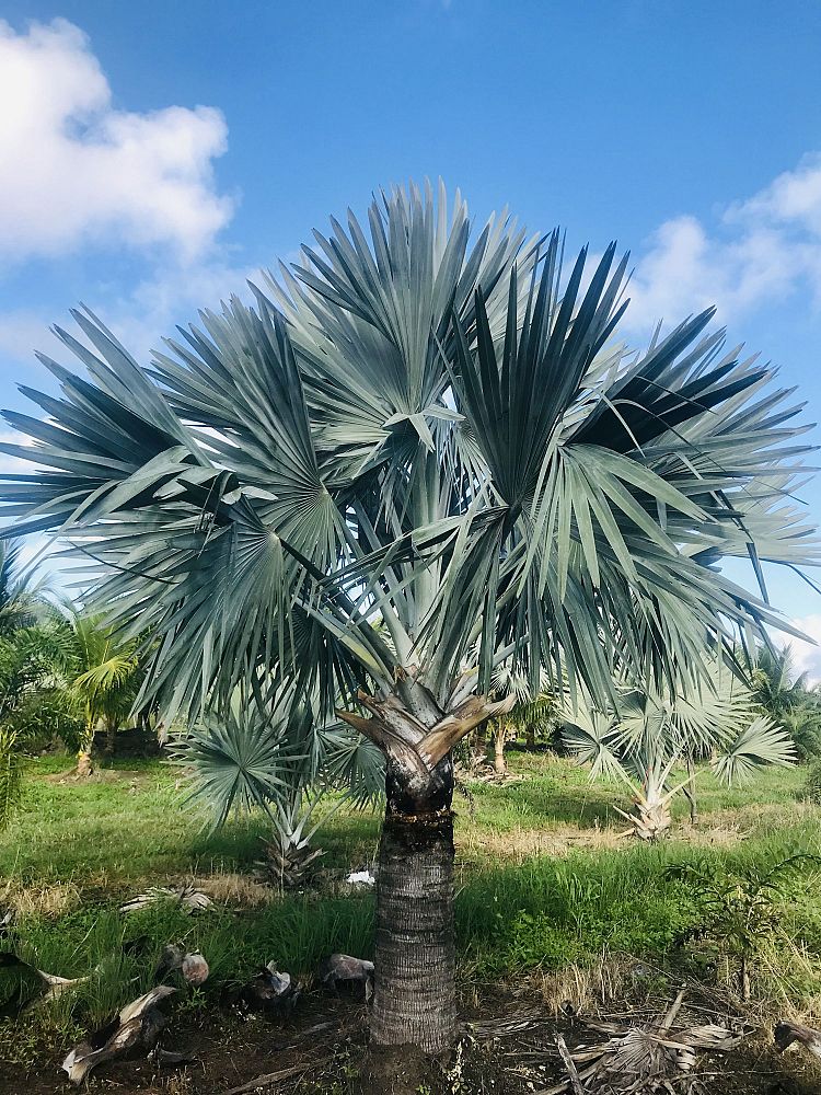 bismarckia-nobilis-silver-bismarck-palm