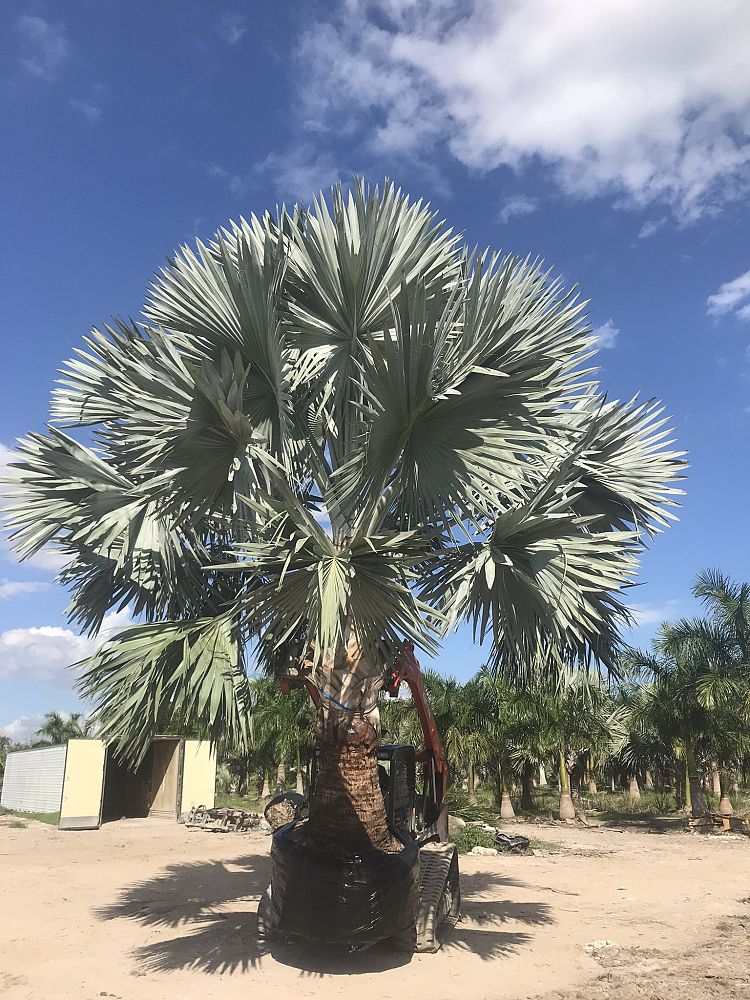 bismarckia-nobilis-silver-bismarck-palm