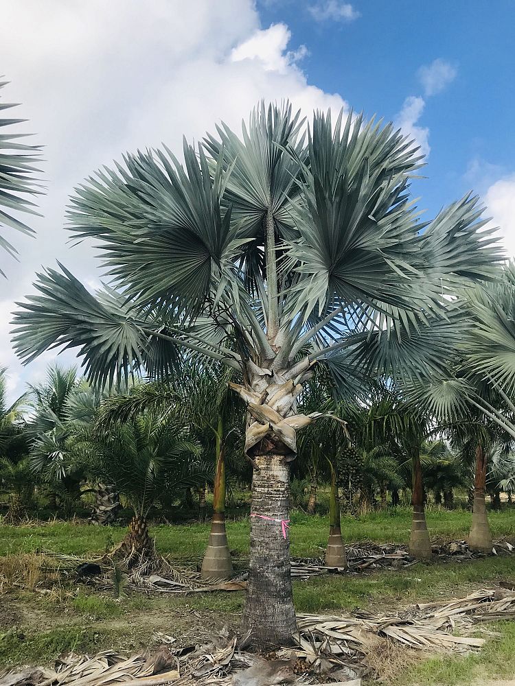 bismarckia-nobilis-silver-bismarck-palm