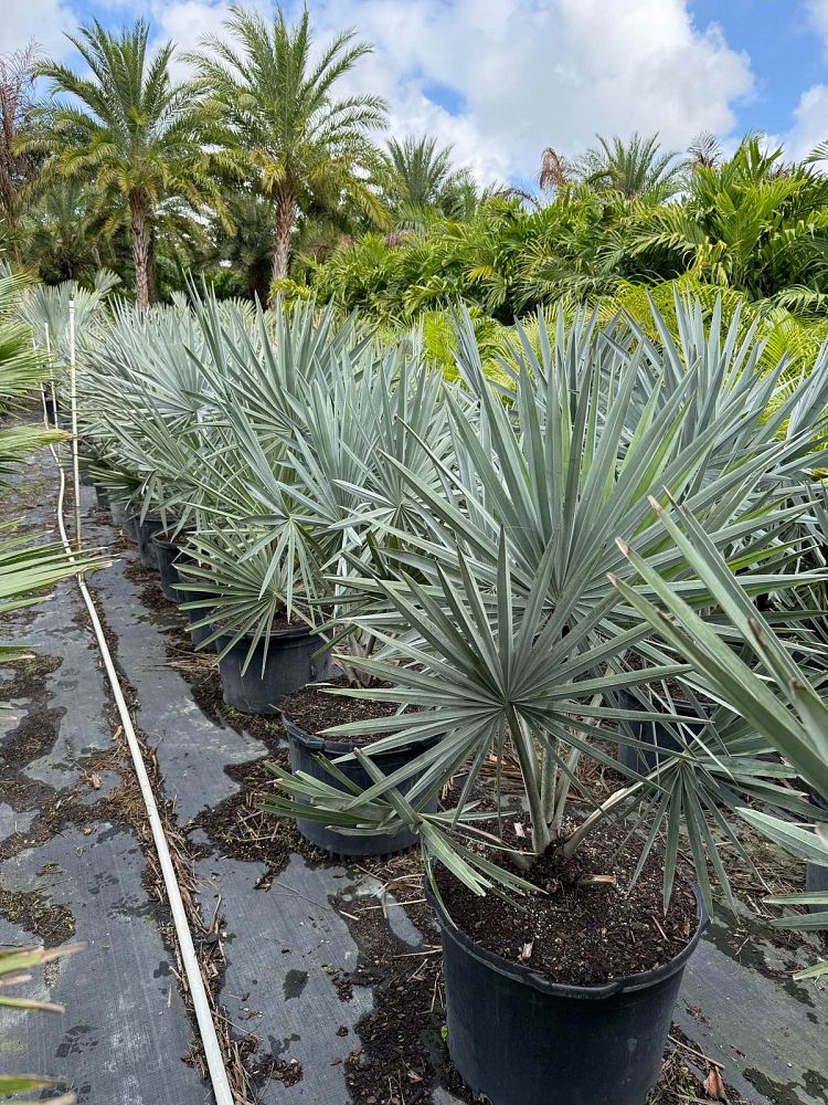 bismarckia-nobilis-silver-bismarck-palm