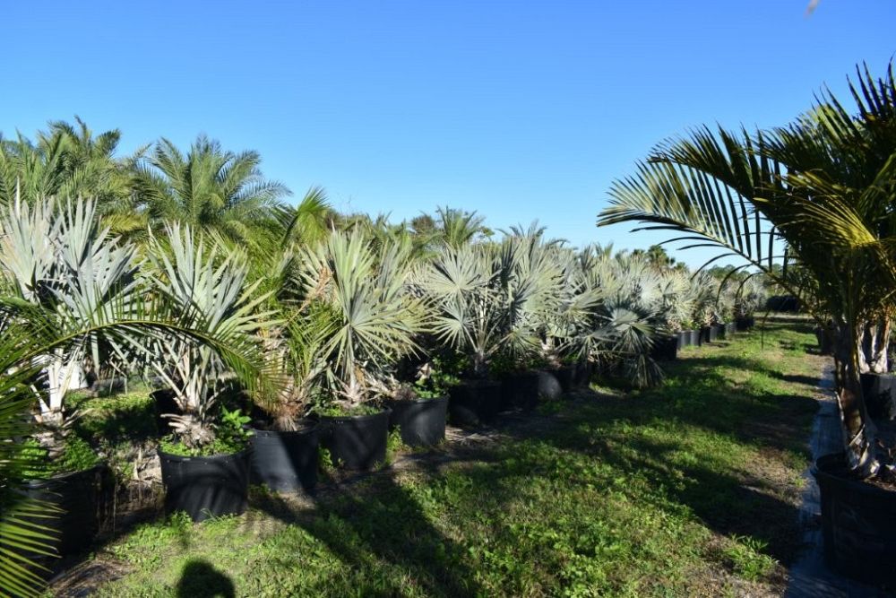 bismarckia-nobilis-silver-bismarck-palm