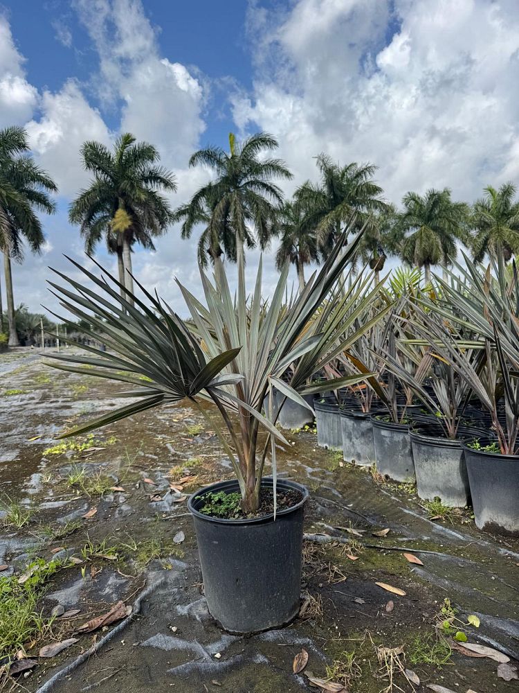 bismarckia-nobilis-silver-bismarck-palm