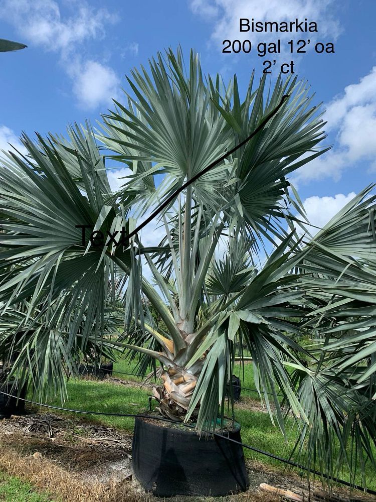 bismarckia-nobilis-silver-select-bismarck-palm