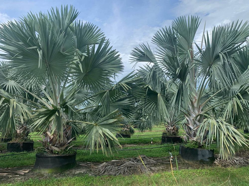 bismarckia-nobilis-silver-select-bismarck-palm