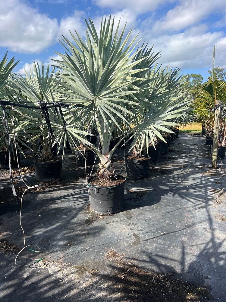 bismarckia-nobilis-silver-select-bismarck-palm