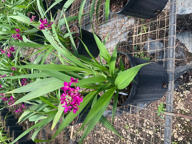 bletilla-bletilla-yokohama-kate-ground-orchid-orchid