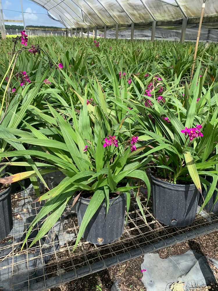 bletilla-bletilla-yokohama-kate-ground-orchid-orchid