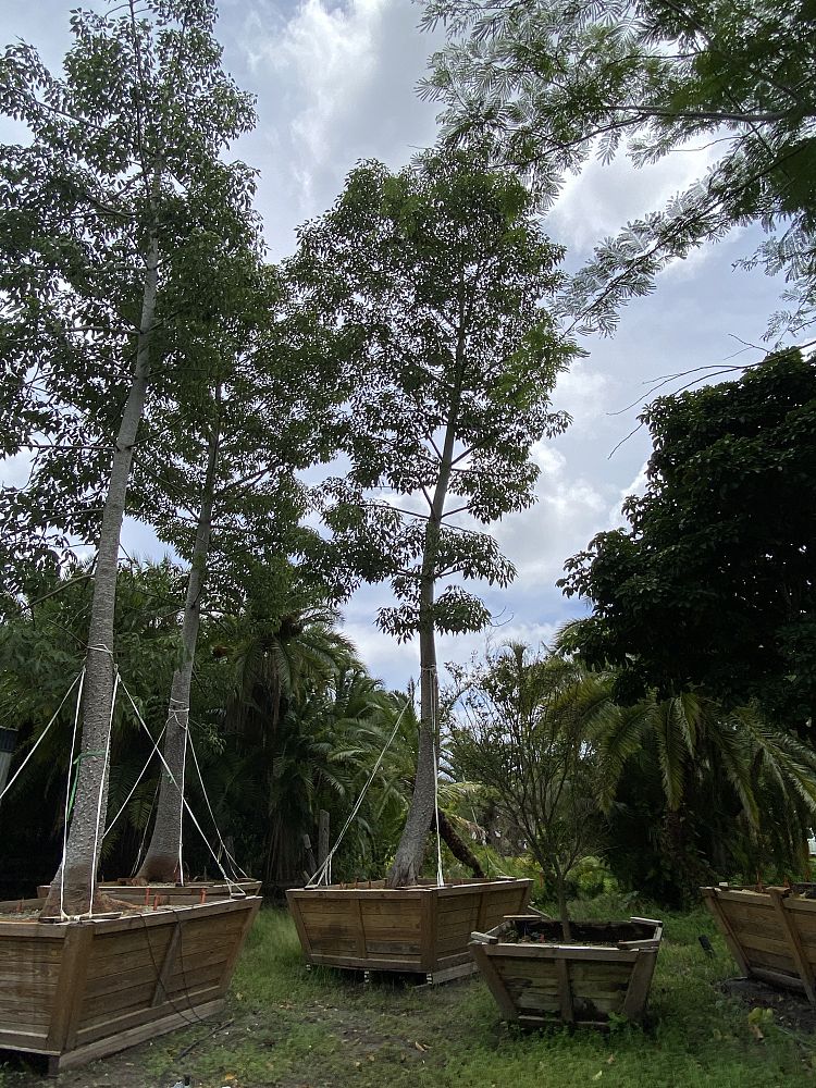 bombax-ceiba-orange-yellow-hybrid-silk-cotton-bombax-malabaricum-red-cotton-tree