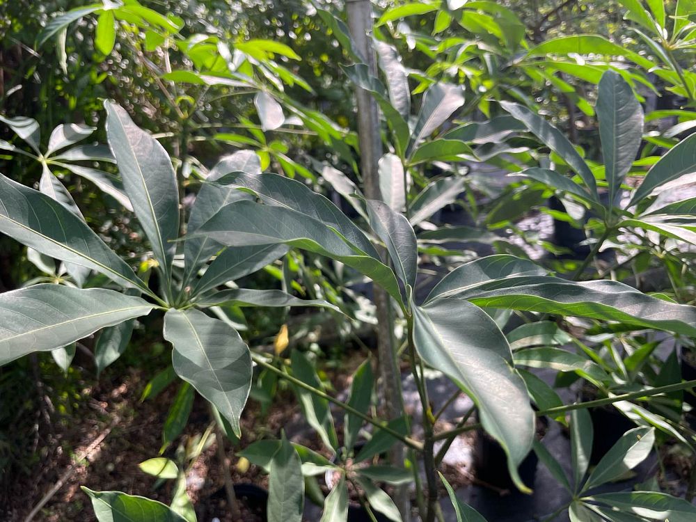 bombax-ceiba-orange-yellow-hybrid-silk-cotton-bombax-malabaricum-red-cotton-tree