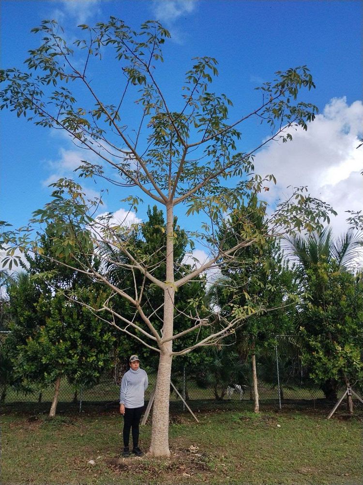 bombax-ceiba-orange-yellow-hybrid-silk-cotton-bombax-malabaricum-red-cotton-tree