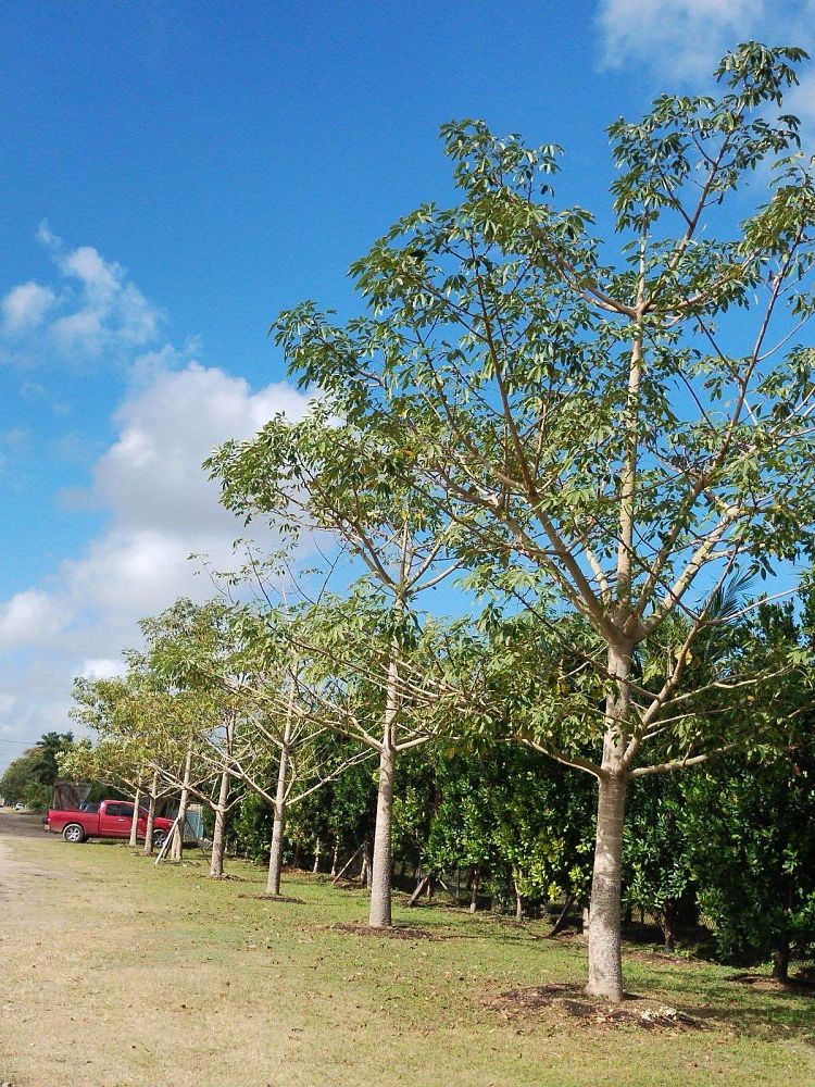 bombax-ceiba-orange-yellow-hybrid-silk-cotton-bombax-malabaricum-red-cotton-tree