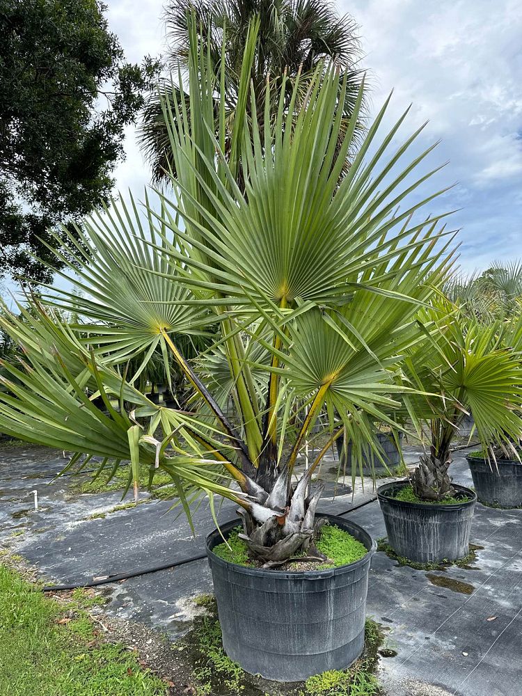 borassus-aethiopum-african-palmyra-palm