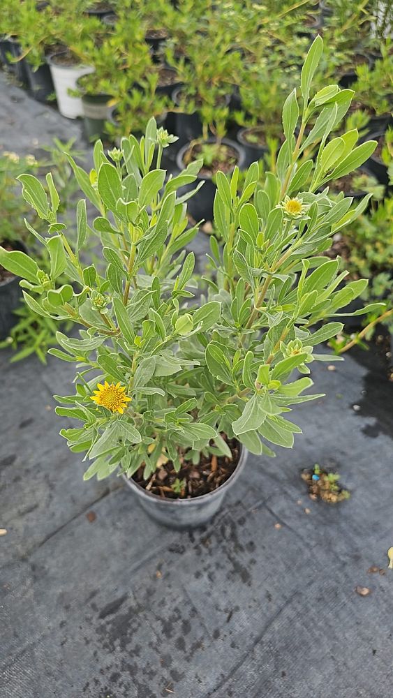 borrichia-arborescens-green-sea-oxeye-daisy