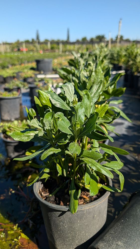 borrichia-arborescens-green-sea-oxeye-daisy