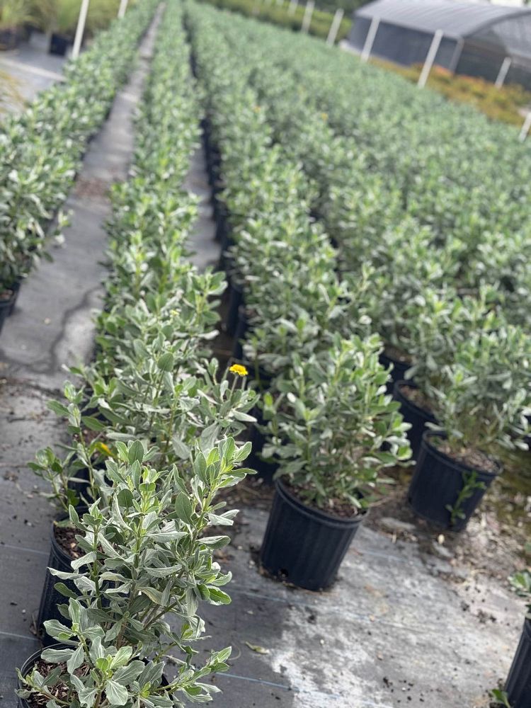 borrichia-frutescens-silver-sea-oxeye