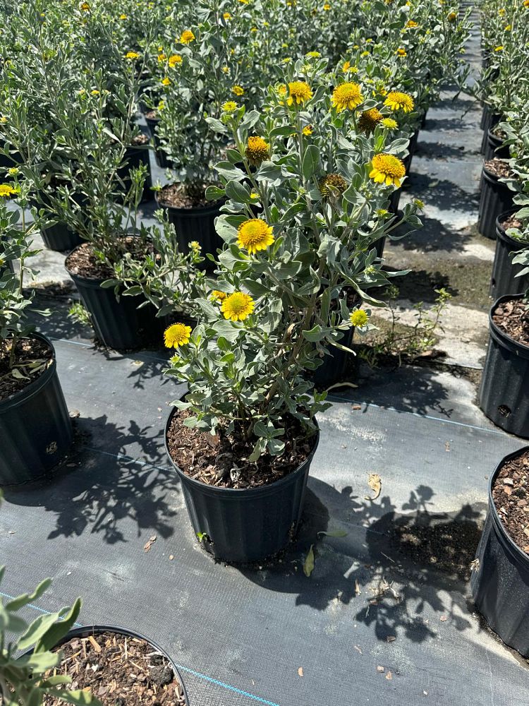 borrichia-frutescens-silver-sea-oxeye