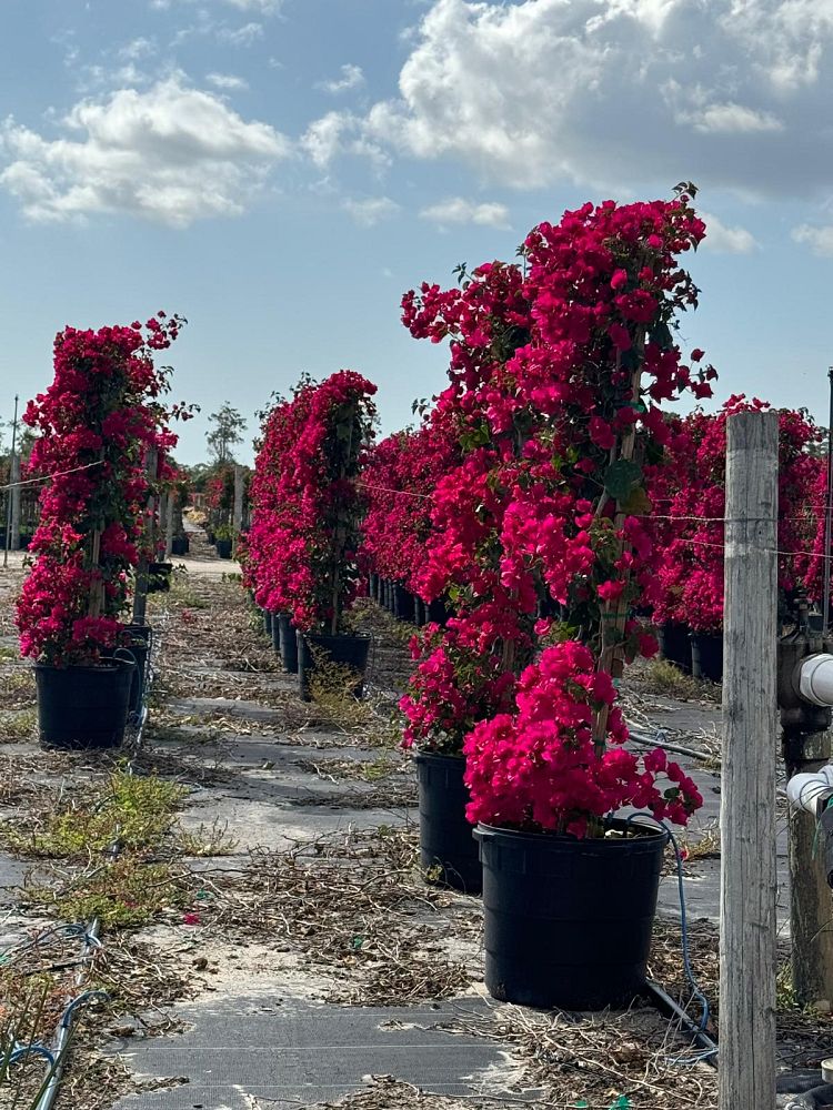 bougainvillea-barbara-karst