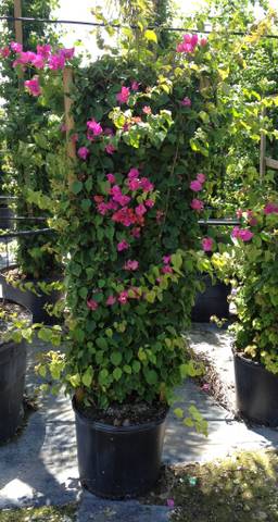 bougainvillea-barbara-karst