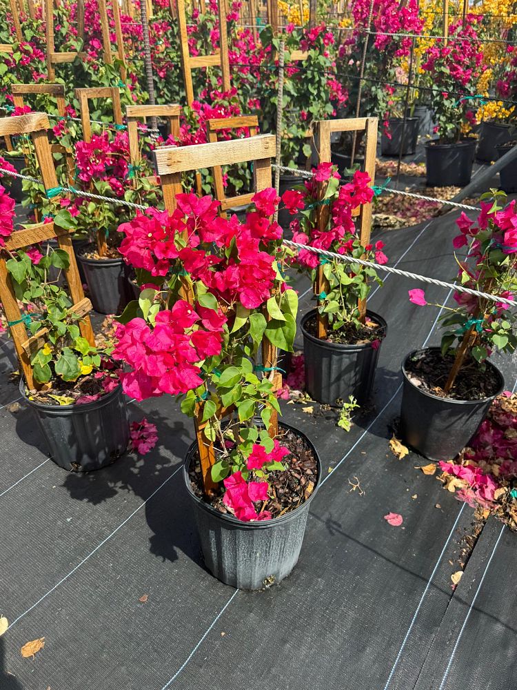 bougainvillea-barbara-karst