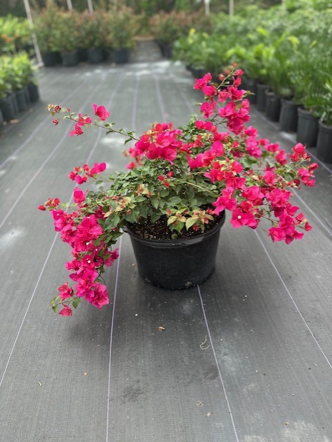 bougainvillea-barbara-karst