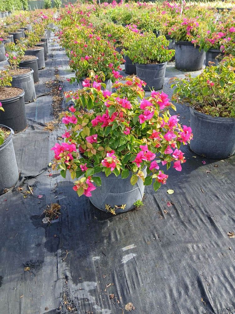 bougainvillea-dwarf