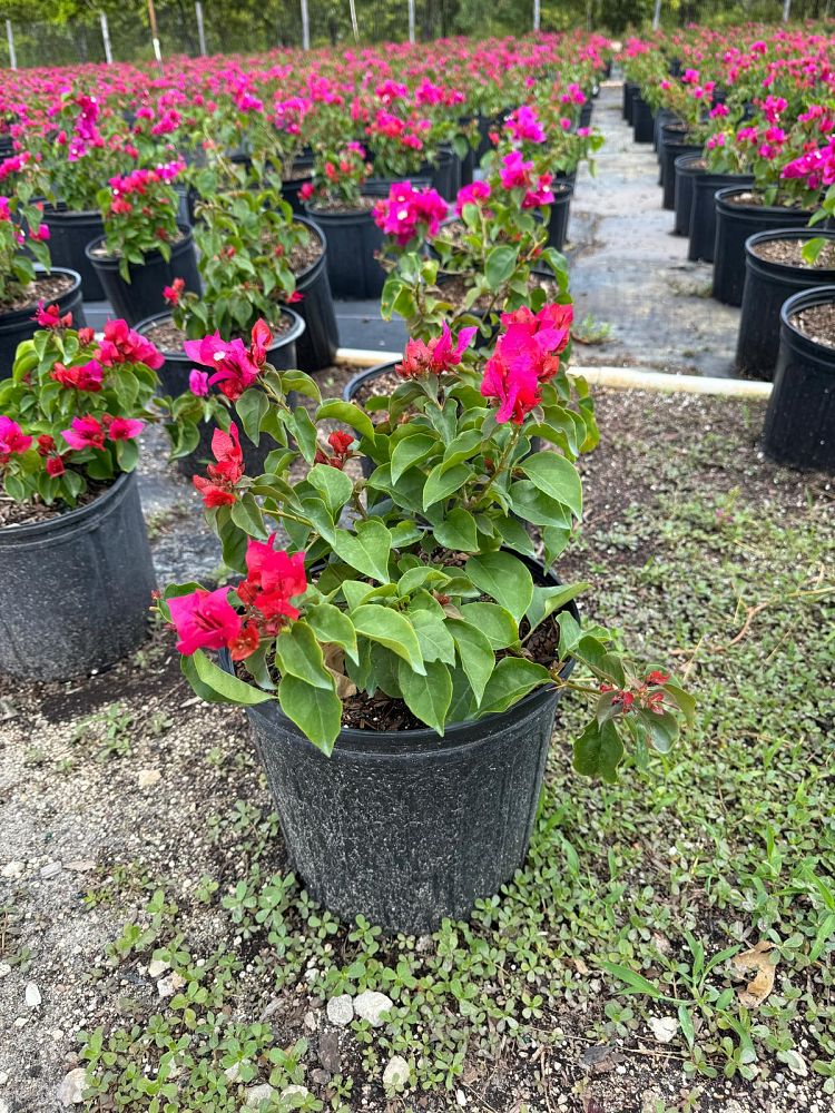 bougainvillea-dwarf